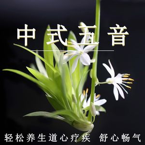 无套内谢少妇毛片A片软件美国
